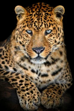 Online Acrylglasbild LEO Acrylbilder|Glasbilder