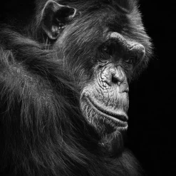 Online Acrylglasbild SCHIMPANSE Acrylbilder|Glasbilder