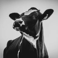 Sale Acrylglasbild SCHÖNE KUH Acrylbilder|Glasbilder