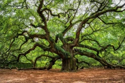 Discount Acrylglasbild VERZWEIGTER BAUM Acrylbilder|Glasbilder