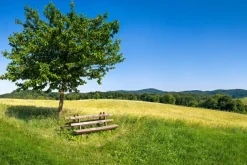 Discount Akustikbild BAUM MIT BANK Akustikbilder