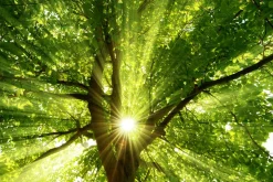 Clearance Akustikbild BAUMKRONE 1 Akustikbilder