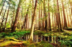 Best Akustikbild BAUMSTÄMME Akustikbilder