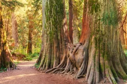 New Akustikbild BAUMWURZEL Akustikbilder