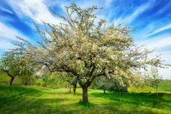 Discount Akustikbild BLÜHENDE OBSTBÄUME Akustikbilder