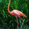 Hot Akustikbild ELEGANTER FLAMINGO Akustikbilder