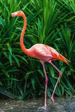 Hot Akustikbild ELEGANTER FLAMINGO Akustikbilder