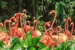 Hot Akustikbild FLAMINGO Akustikbilder