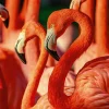 Discount Akustikbild FLAMINGOS Akustikbilder