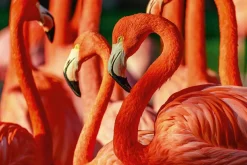 Discount Akustikbild FLAMINGOS Akustikbilder