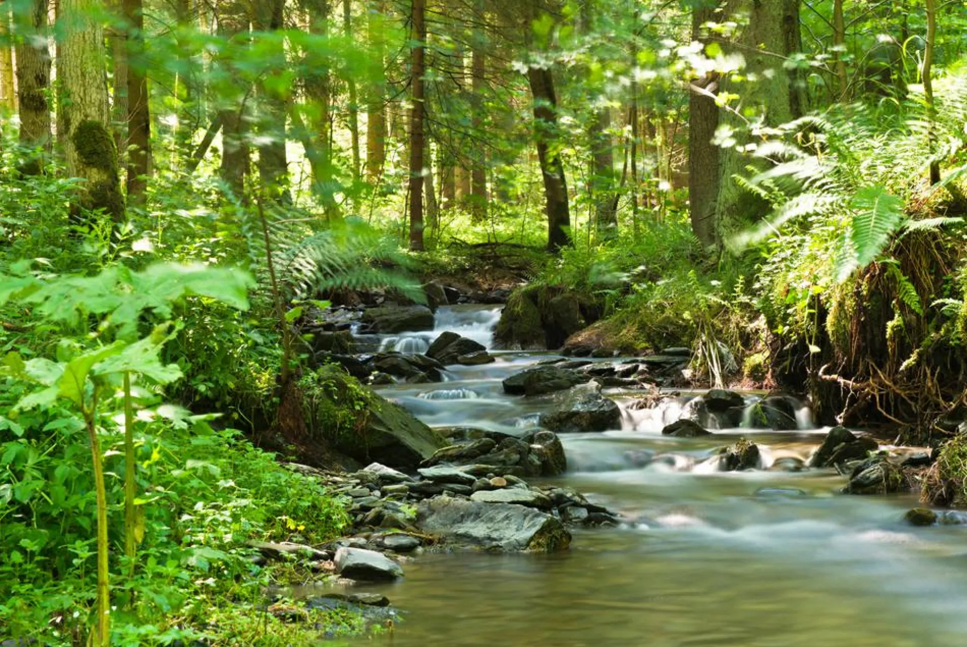 Discount Akustikbild FLUßLAUF IM WALD 1 Akustikbilder