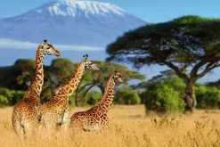 Best Akustikbild GIRAFFEN Akustikbilder