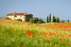 Online Akustikbild HAUS MIT MOHNWIESE Akustikbilder