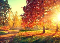 Discount Akustikbild HERBSTWALD Akustikbilder