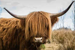 Discount Akustikbild HOCHLANDRIND Akustikbilder