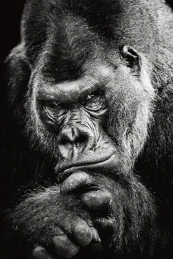 Online Akustikbild IMPOSANTER GORILLA Akustikbilder