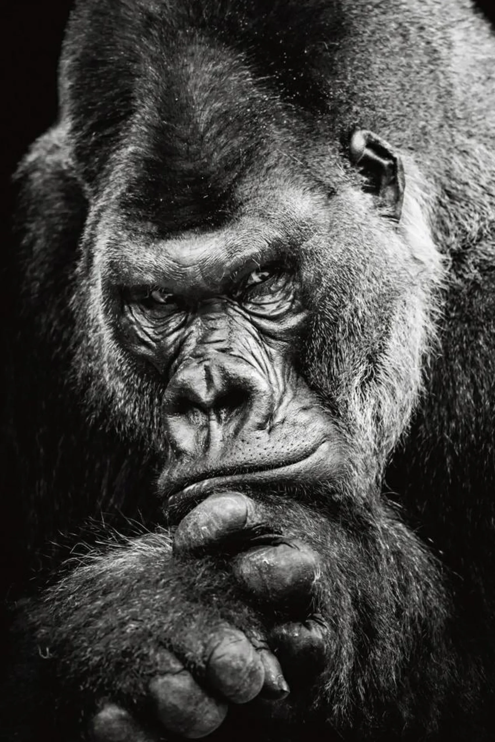 Online Akustikbild IMPOSANTER GORILLA Akustikbilder