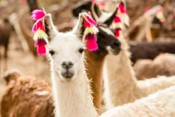 Best Akustikbild LAMA Akustikbilder