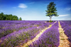 Online Akustikbild LAVENDELFELD 2 Akustikbilder