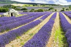New Akustikbild LAVENDELFELD 3 Akustikbilder