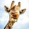 New Akustikbild LÄCHELNDE GIRAFFE Akustikbilder