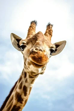 New Akustikbild LÄCHELNDE GIRAFFE Akustikbilder