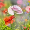Best Akustikbild MOHNBLUMEN 4 Akustikbilder