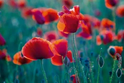 Best Akustikbild MOHNFELD Akustikbilder