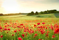 Discount Akustikbild MOHNWIESE 2 Akustikbilder