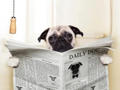 Sale Akustikbild MOPS MIT ZEITUNG Akustikbilder|Zeitungsständer