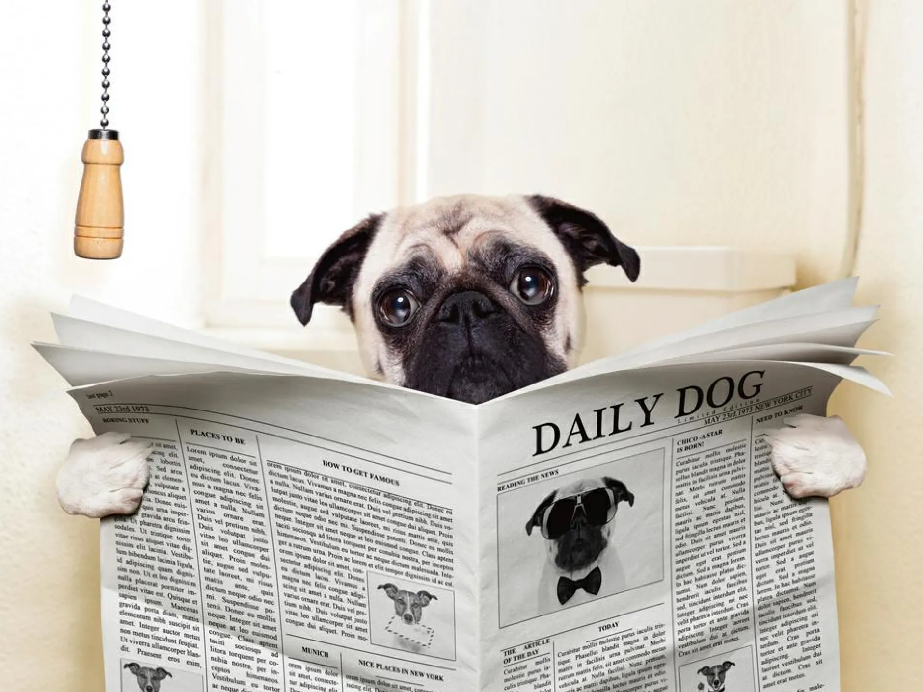 Sale Akustikbild MOPS MIT ZEITUNG Akustikbilder|Zeitungsständer