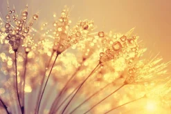 Akustikbild PUSTEBLUME Akustikbilder