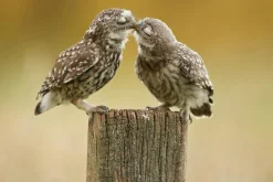 Clearance Akustikbild VERLIEBTE KÄUZCHEN Akustikbilder