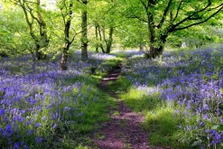 Outlet Akustikbild WALD LAVENDEL 1 Akustikbilder