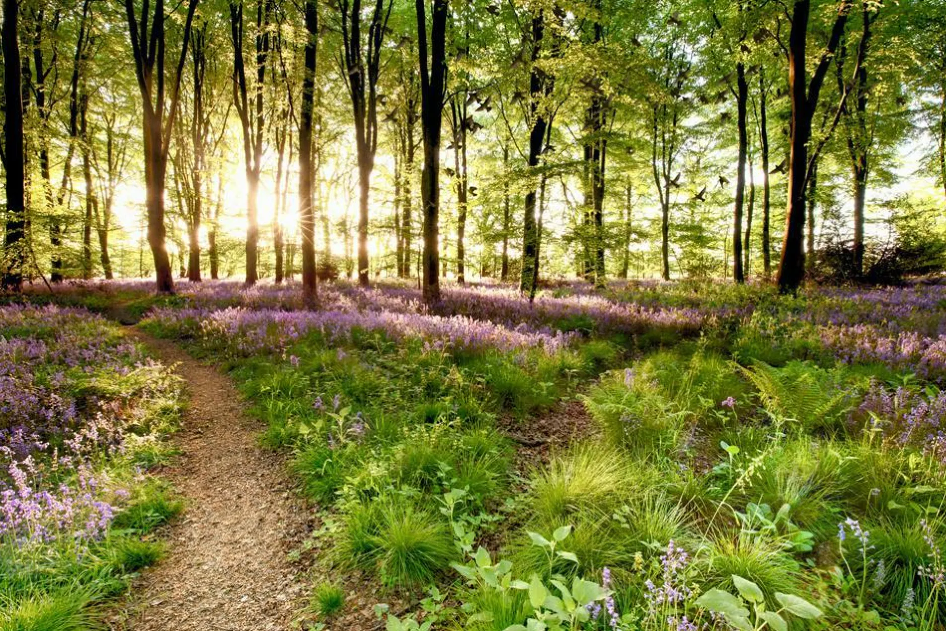 Online Akustikbild WALDWEG Akustikbilder