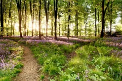 Online Akustikbild WALDWEG Akustikbilder