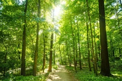 Outlet Akustikbild WALDWEG Akustikbilder