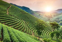 Outlet Akustikbild WEINBERGE Akustikbilder