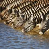 Online Akustikbild ZEBRAS AM FLUß Akustikbilder