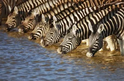 Online Akustikbild ZEBRAS AM FLUß Akustikbilder