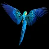 Aludibondbild BLUEPARROT Metallbilder
