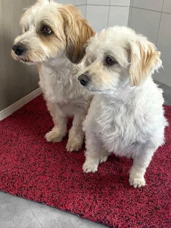 Outlet Fußmatte Entra Fußmatten|Fußmatten