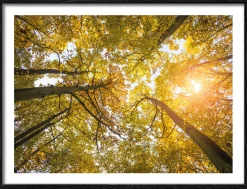 Gerahmtes Bild SUNSHINE IN THE Holzbilder|Bilder