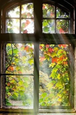 Discount Glasbild FENSTER MIT LAUB Glasbilder