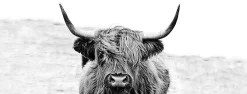 Sale Glasbild HIGHLAND CATTLE Glasbilder