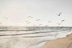 Clearance Glasbild MÖWEN ÜBER DEM MEER Glasbilder