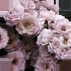 Sale Glasbild PEONIES III Glasbilder