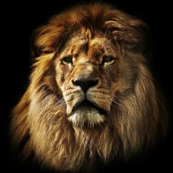 Online Glasbild THE LEADER Glasbilder