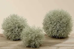 Online Graskugel Pflanzen