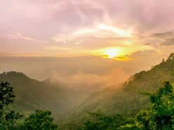 Sale Keilrahmenbild JUNGLE I Keilrahmenbilder